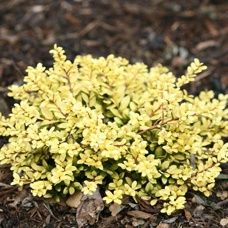 Brass Buckle® Japanese Holly