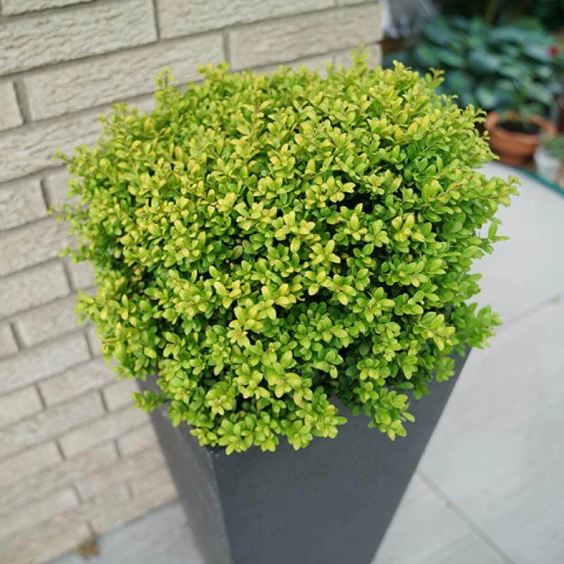 Brass Buckle® Japanese Holly - Image 2