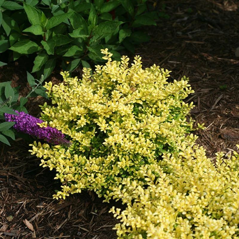 Brass Buckle® Japanese Holly - Image 3