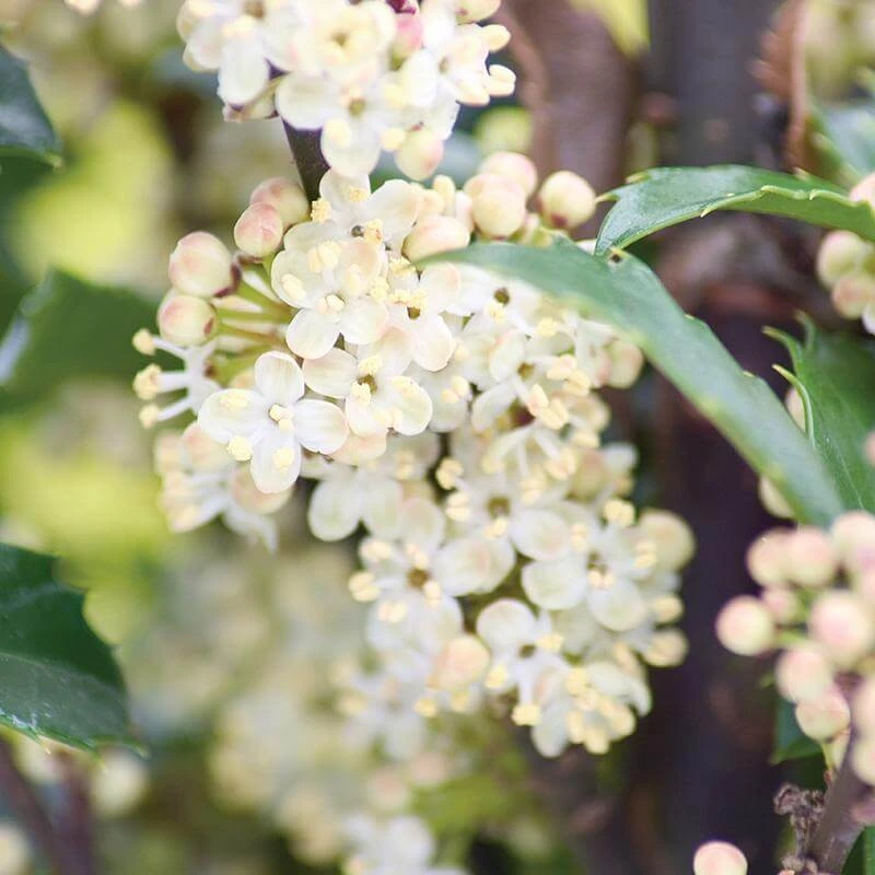 Castle Wall® Blue Holly - Image 3