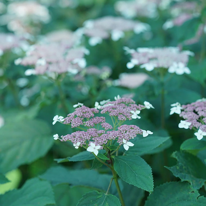 Invincibelle Lace™ Smooth Hydrangea - Image 4