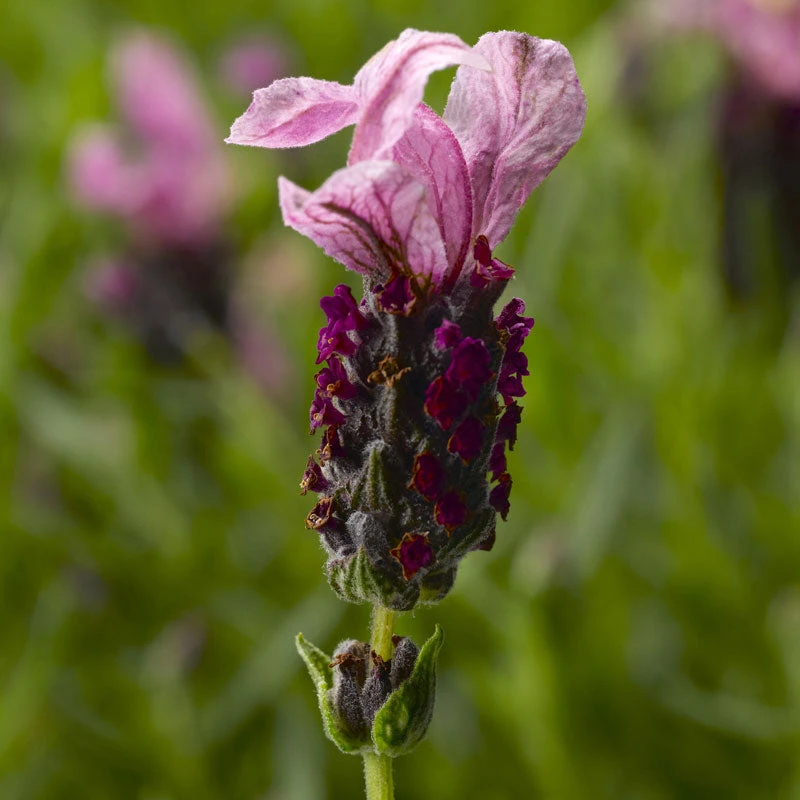 Javelin Forte™ Deep Rose Spanish Lavender