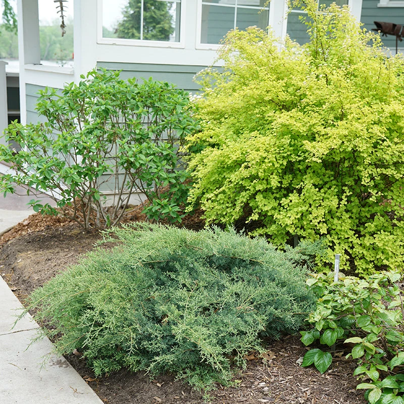 Montana Moss® Juniper - Image 3