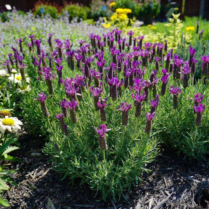 Primavera Spanish Lavender