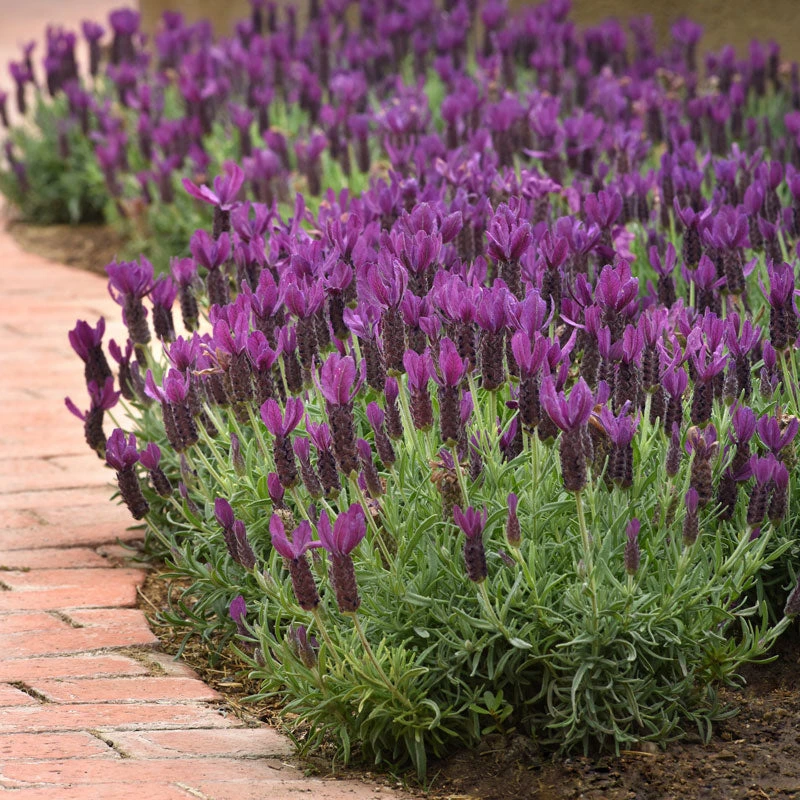 Primavera Spanish Lavender - Image 2