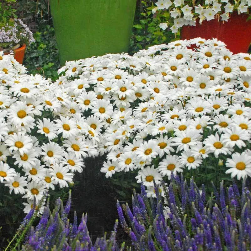 Amazing Daisies® Daisy May® Shasta Daisy - Image 2