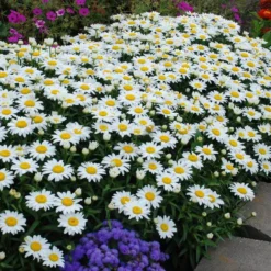 'Snowcap' Shasta Daisy