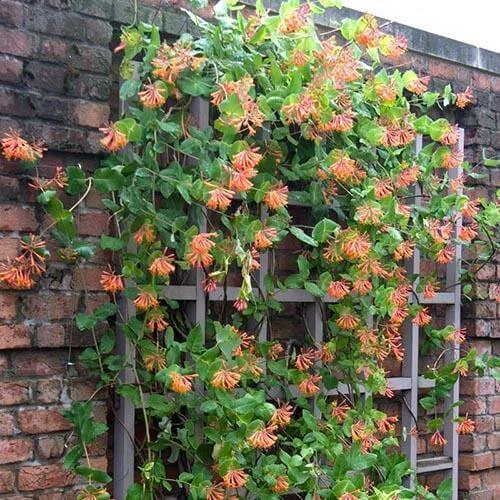 'Dropmore Scarlet' Honeysuckle Vine