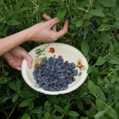 Yezberry Honey Bunch® Japanese Haskap