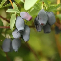 Yezberry® Maxie™ Japanese Haskap