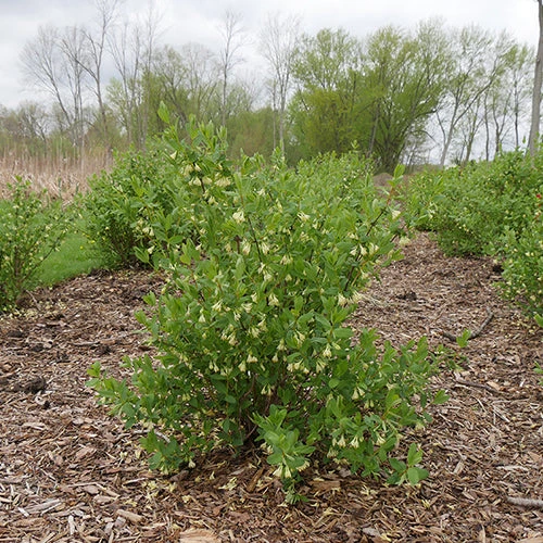 Yezberry® Solo™ Japanese Haskap - Image 2