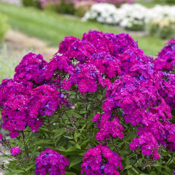 Luminary™ 'Ultraviolet' Tall Garden Phlox