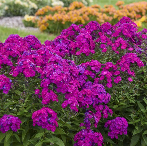 Luminary™ 'Ultraviolet' Tall Garden Phlox - Image 2
