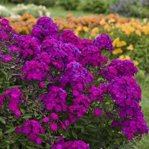 Luminary™ 'Ultraviolet' Tall Garden Phlox - Image 3