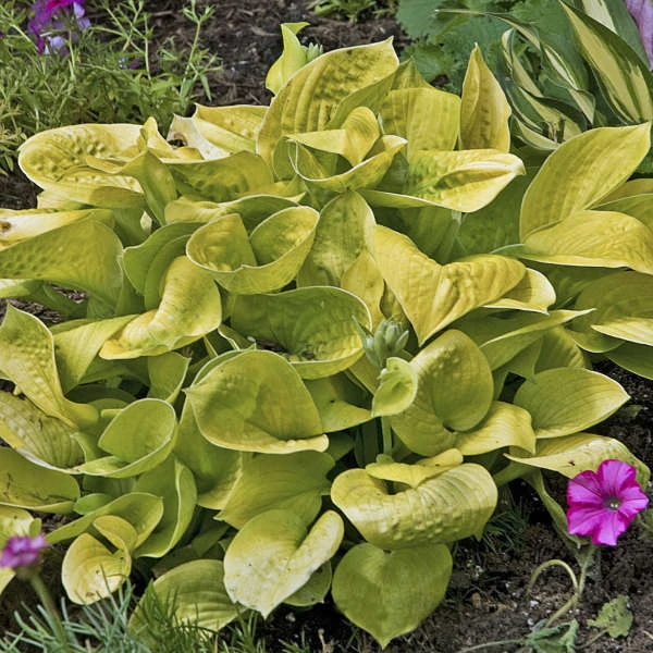 'Maui Buttercups' Hosta - Image 2