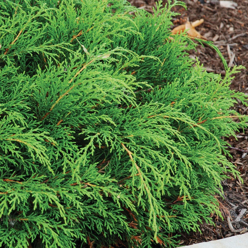 Siberian Cypress - Image 2