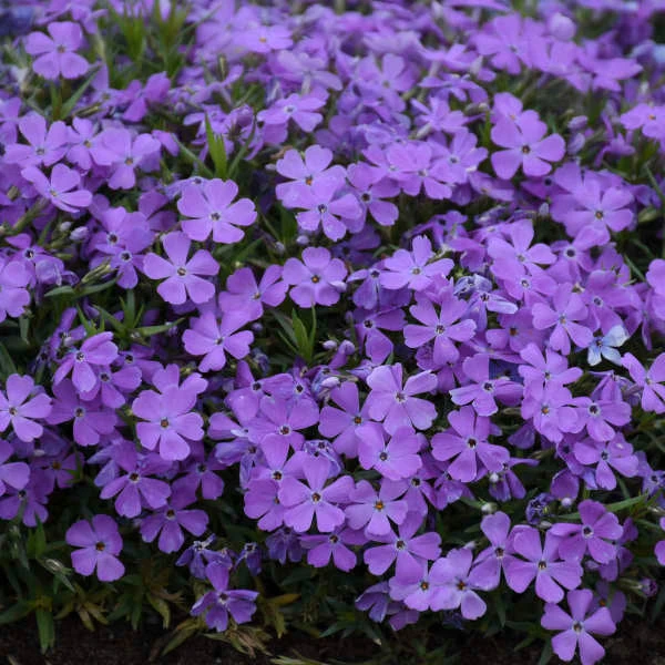 Mountainside™ 'Crater Lake' Phlox - Image 2