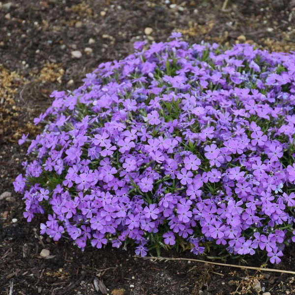 Mountainside™ 'Crater Lake' Phlox - Image 4