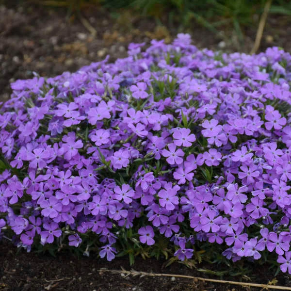 Mountainside™ 'Crater Lake' Phlox - Image 3