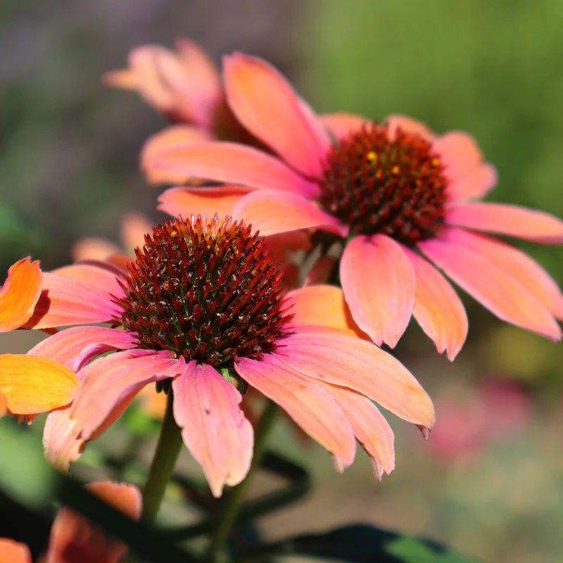 Color Coded™ 'Orange You Awesome' Coneflower - Image 3