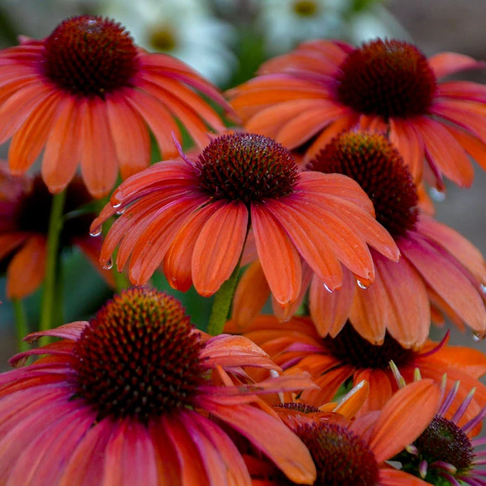 Color Coded™ 'Orange You Awesome' Coneflower - Image 2