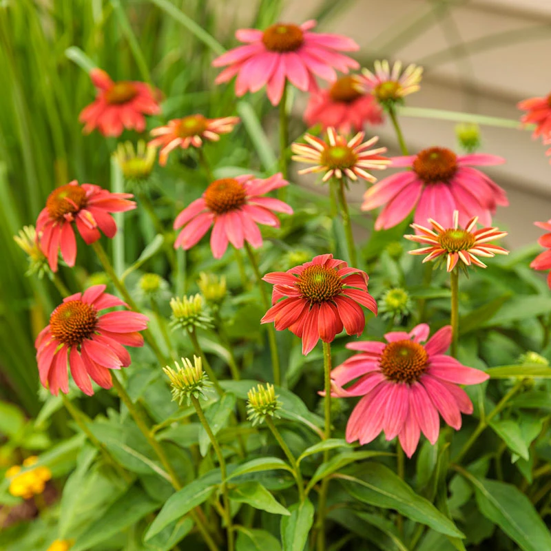 Color Coded™ 'Orange You Awesome' Coneflower - Image 5