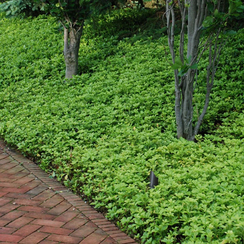'Green Carpet' Pachysandra - Image 2