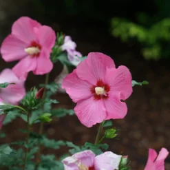 Paraplu Rouge™ Rose Of Sharon