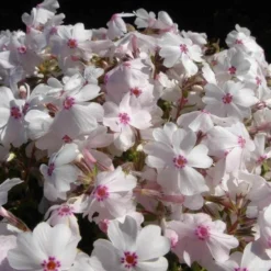 'Amazing Grace' Creeping Phlox