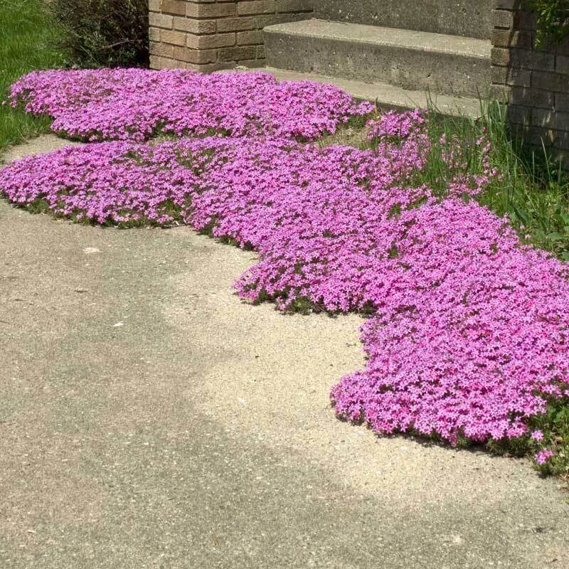 'Drummond's Pink' Creeping Phlox - Image 3
