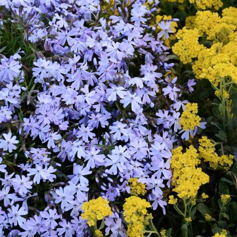 'Emerald Blue' Creeping Phlox