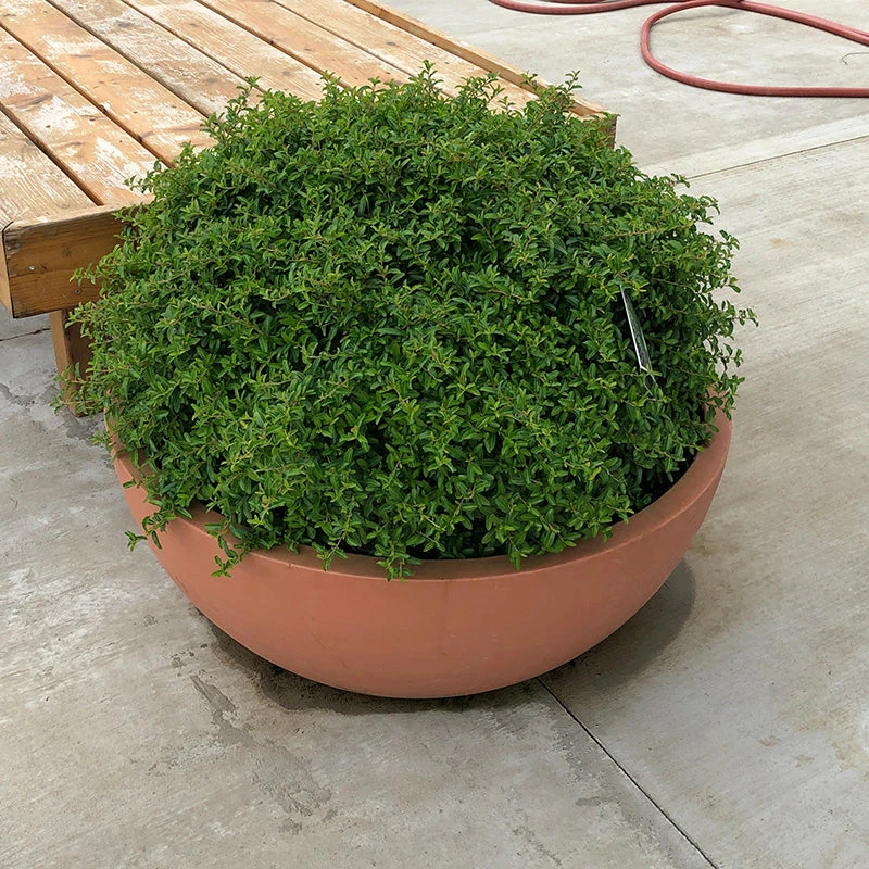 Juke Box® Pyracomeles - Image 3