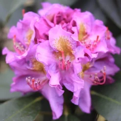 Dandy Man® Purple Rhododendron