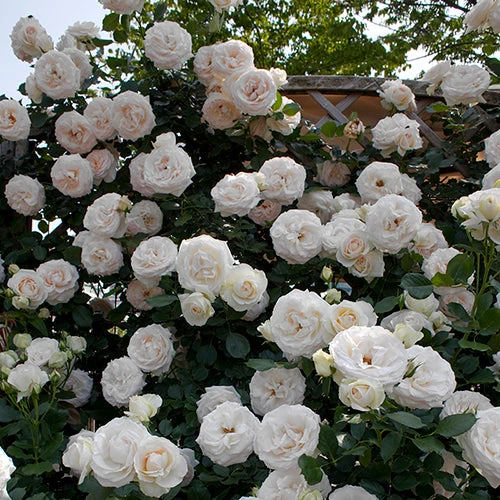 White Eden® Climbing Rose