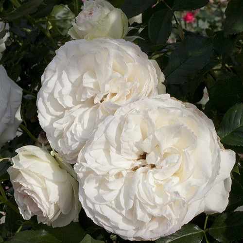 White Eden® Climbing Rose - Image 2