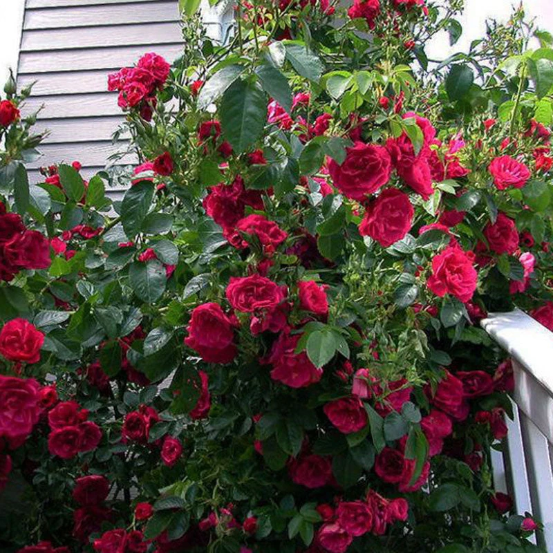 Climbing Rose Collection - Image 2
