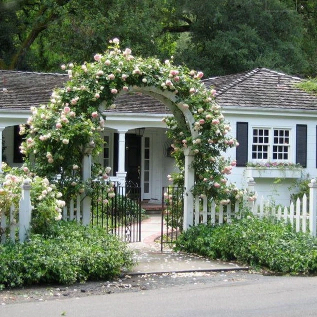 Climbing Rose Collection - Image 6