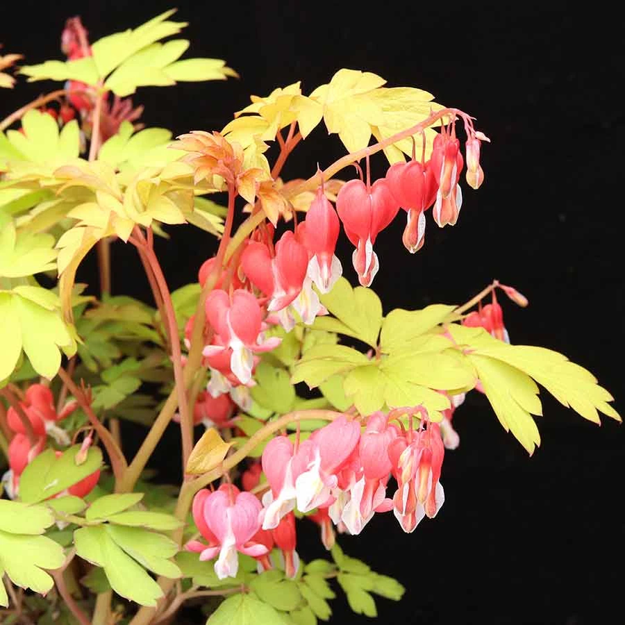 'Ruby Gold' Bleeding Heart - Image 2