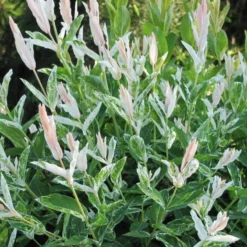 'Hakuro Nishiki' Dappled Willow