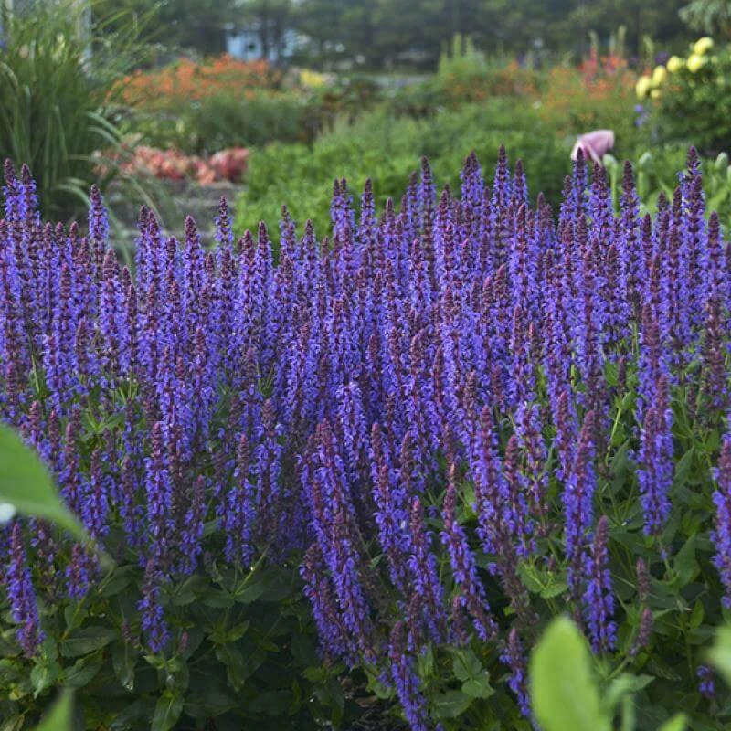 Color Spires® 'Violet Riot' Salvia - Image 2