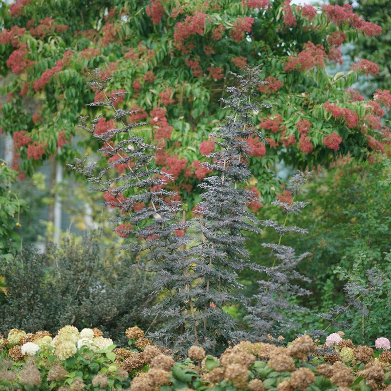 Laced Up® Elderberry - Image 3