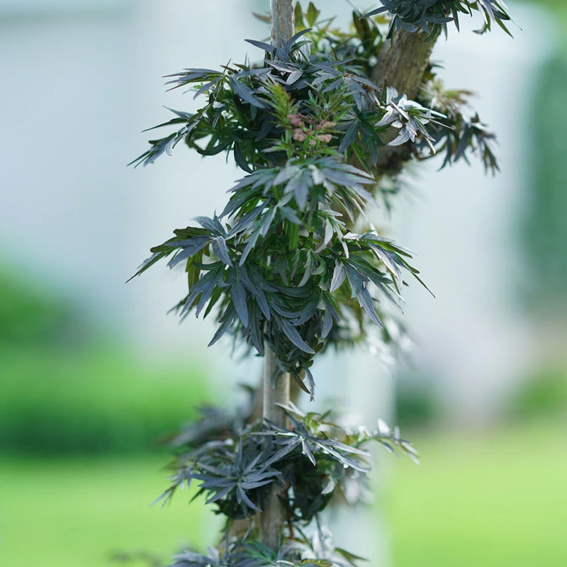 Laced Up® Elderberry - Image 5