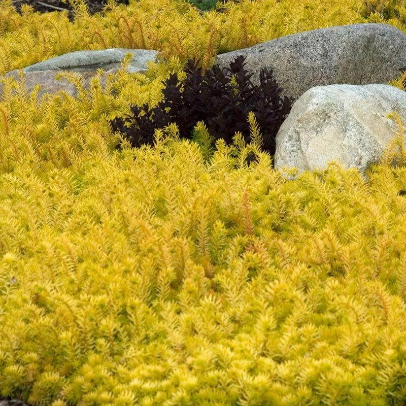 'Angelina' Stonecrop