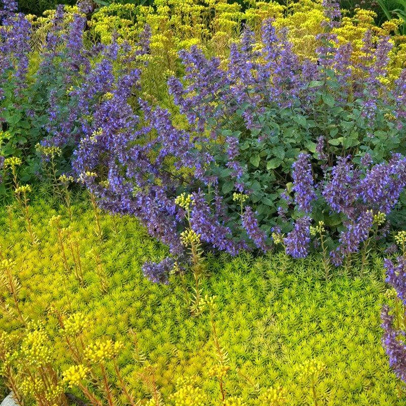 'Angelina' Stonecrop - Image 3