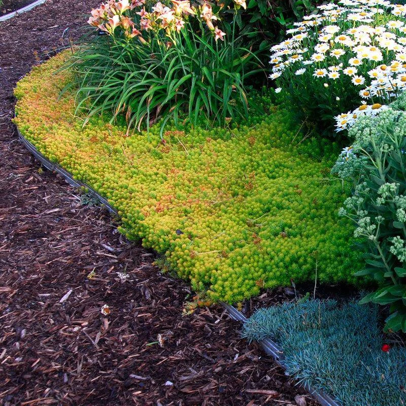 'Angelina' Stonecrop - Image 4