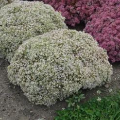 Rock 'N Round 'Bundle Of Joy' Stonecrop