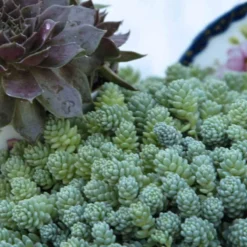 'Himalayan Skies' Stonecrop