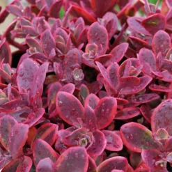 Sunsparkler® 'Wildfire' Stonecrop