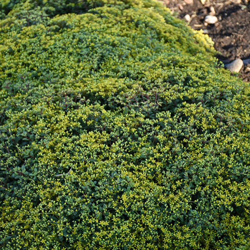 Rock 'N Low 'Yellow Brick Road' Stonecrop - Image 2