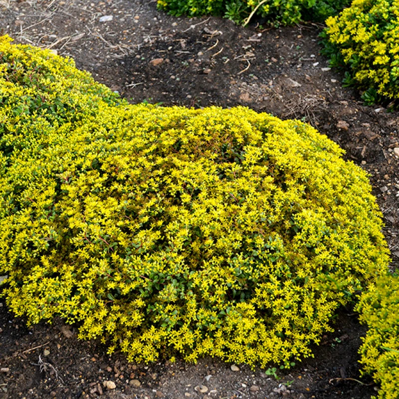 Rock 'N Low 'Yellow Brick Road' Stonecrop